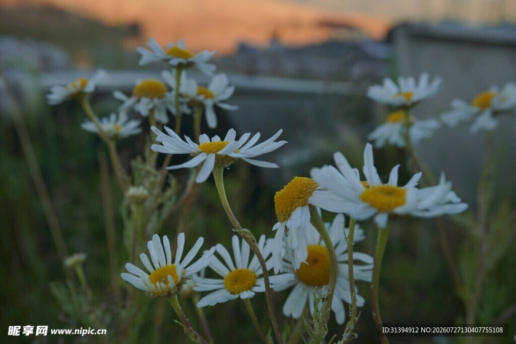 夕阳下绽放的清新小雏菊