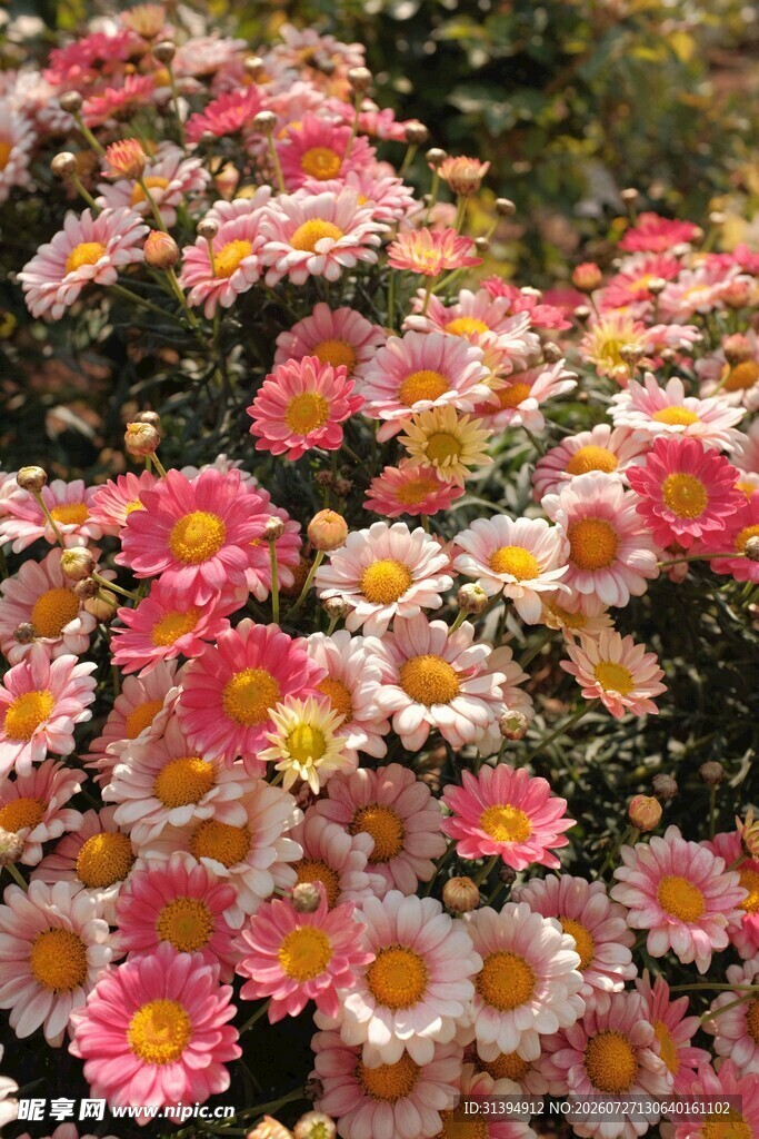 缤纷多彩小雏菊绽放