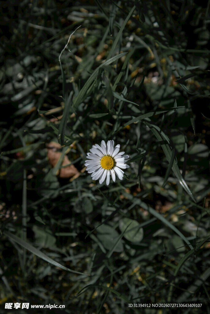 草丛中的独株小白花