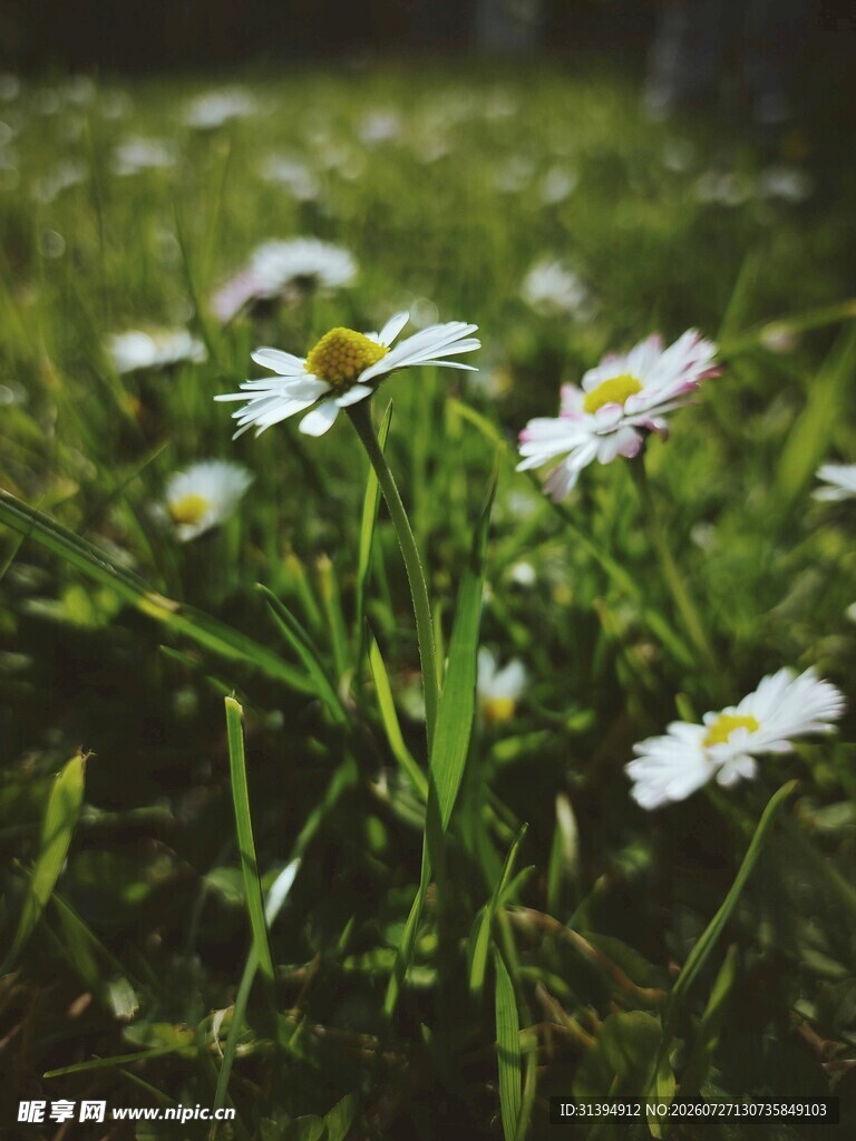 草地上的小白雏菊