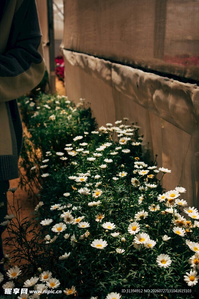 墙边绽放的白色小雏菊