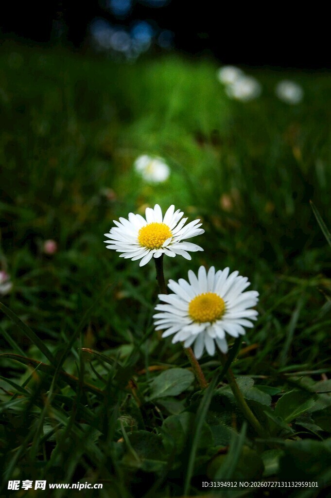 草地上的两朵清新小雏菊
