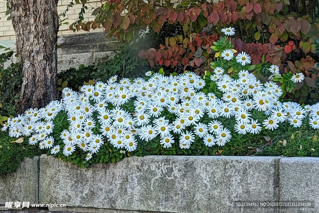 石砌花坛中的白色花卉
