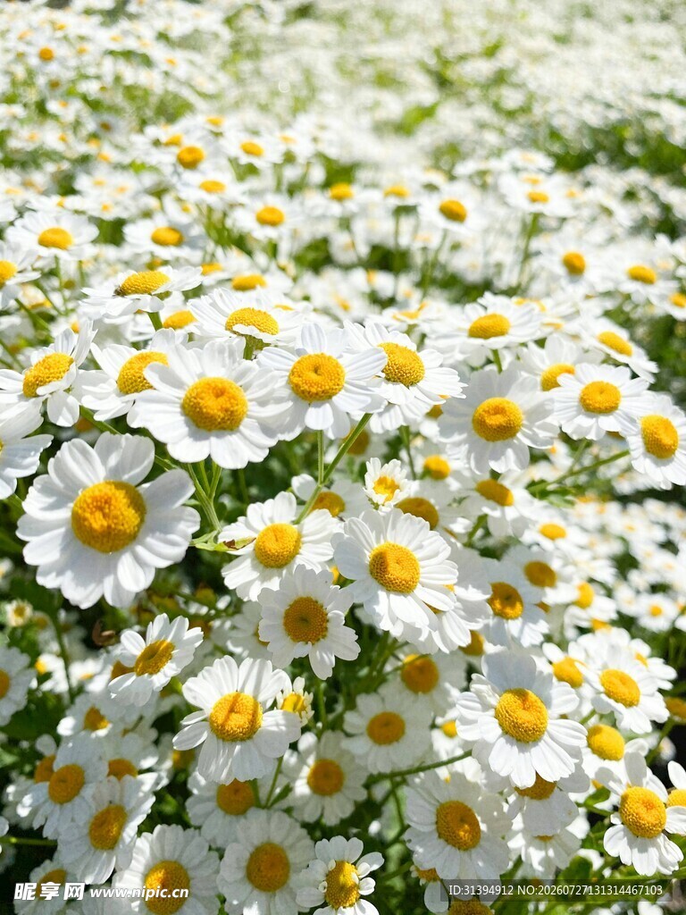 一片盛开的白色小雏菊
