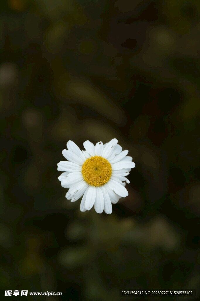 单朵小白菊绽放
