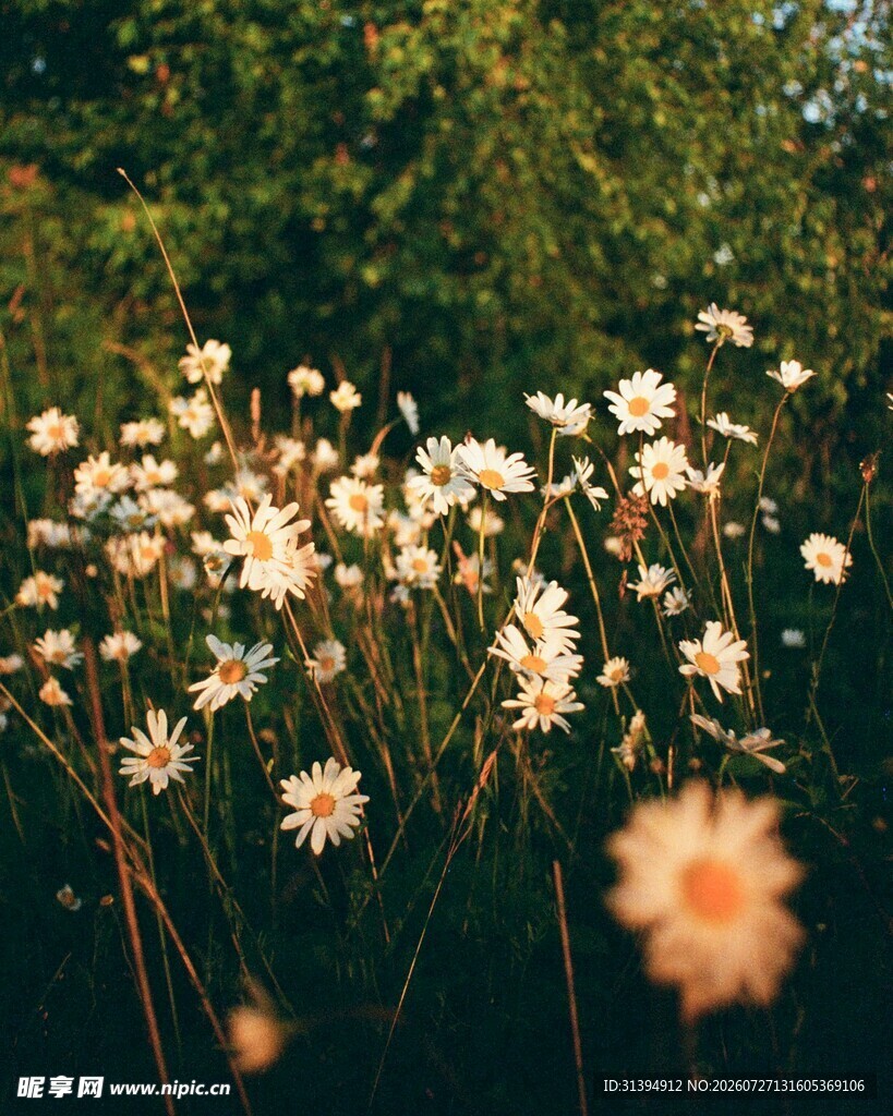 阳光下的烂漫小雏菊