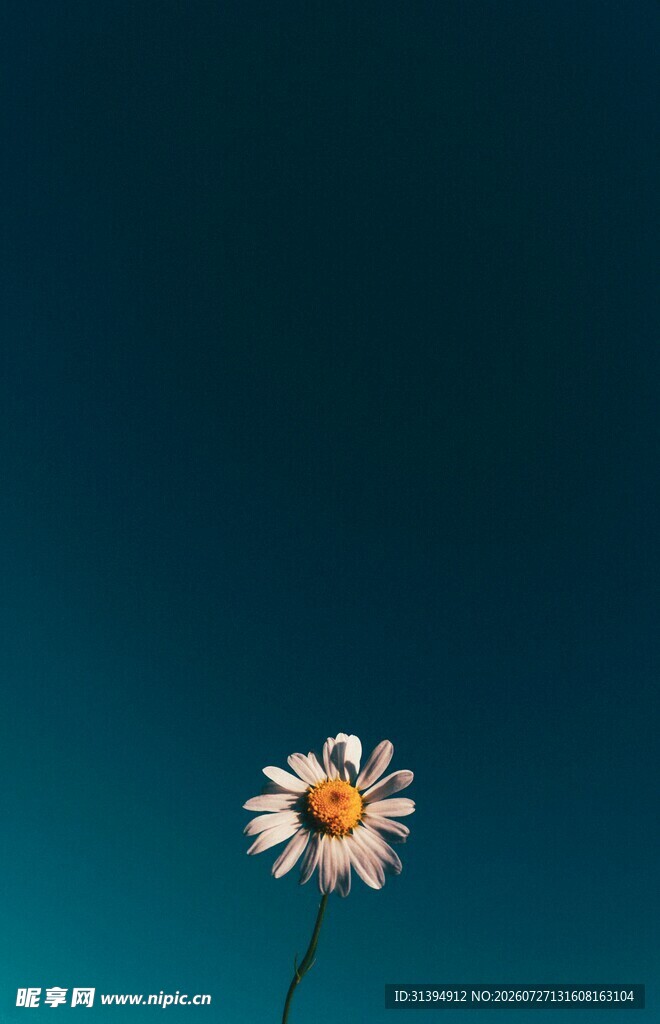 单朵雏菊绽放于深蓝背景
