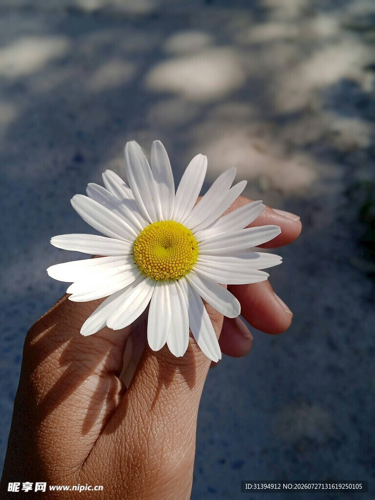 手捧雏菊的美好瞬间