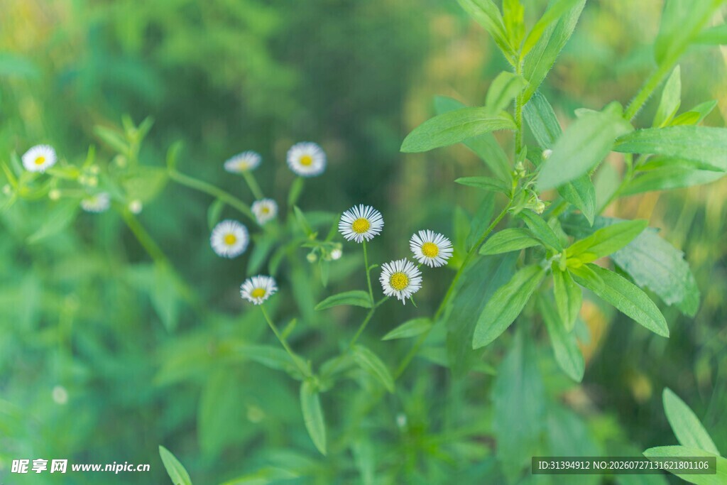 清新小白花绽放绿意间