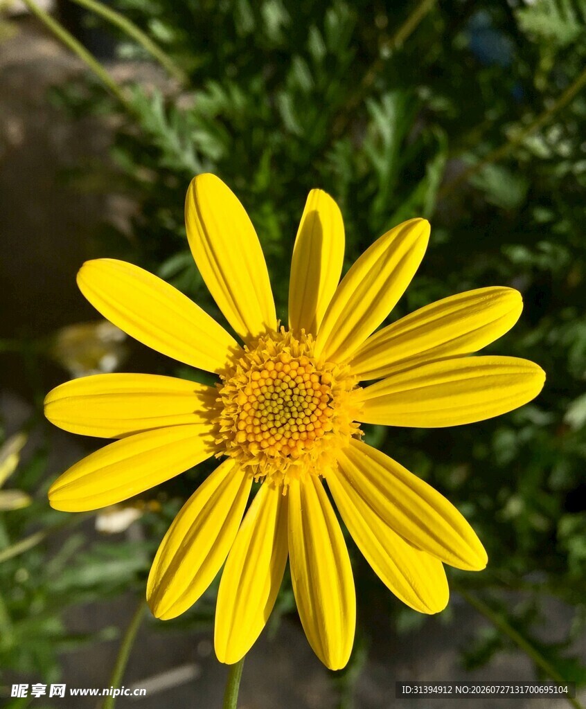 黄色单朵雏菊特写