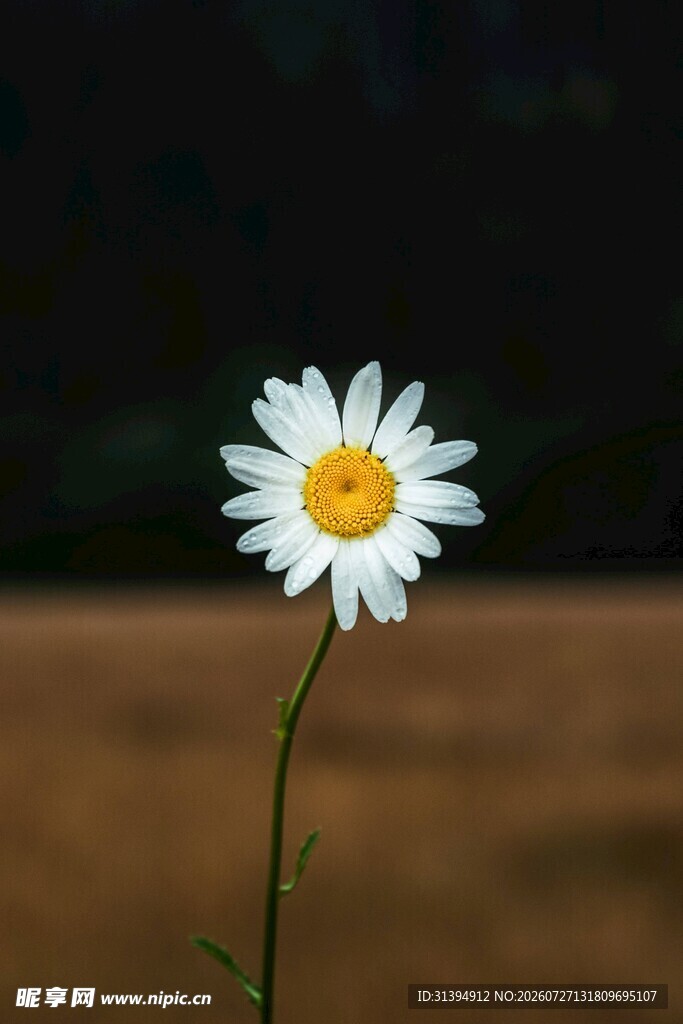 单朵雏菊特写