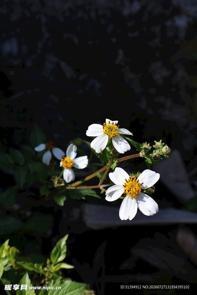 白色小花绽放枝头