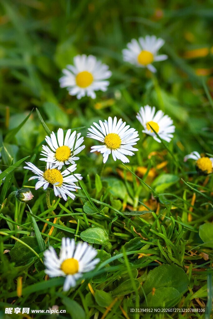 草地上的白色小雏菊