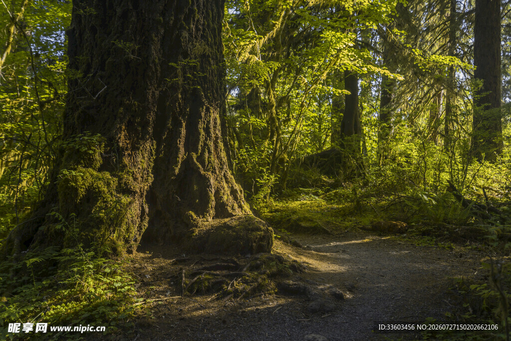 森林中的静谧小径
