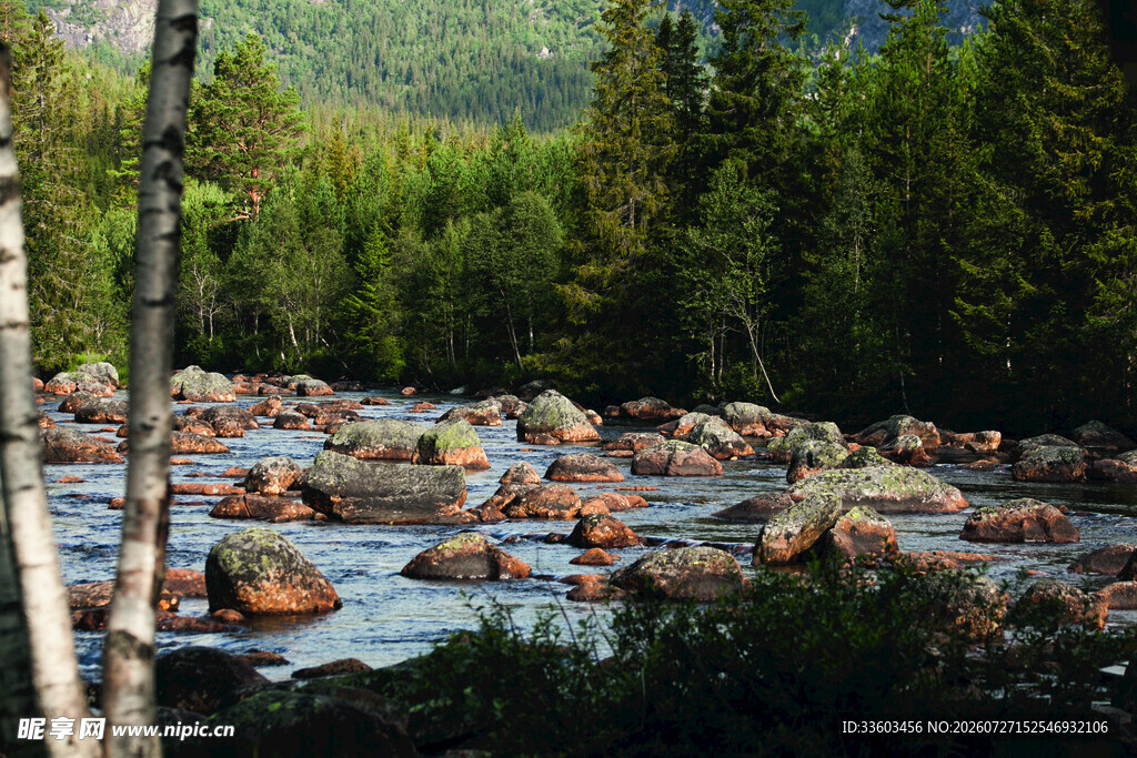 山间溪流旁的茂密森林景观