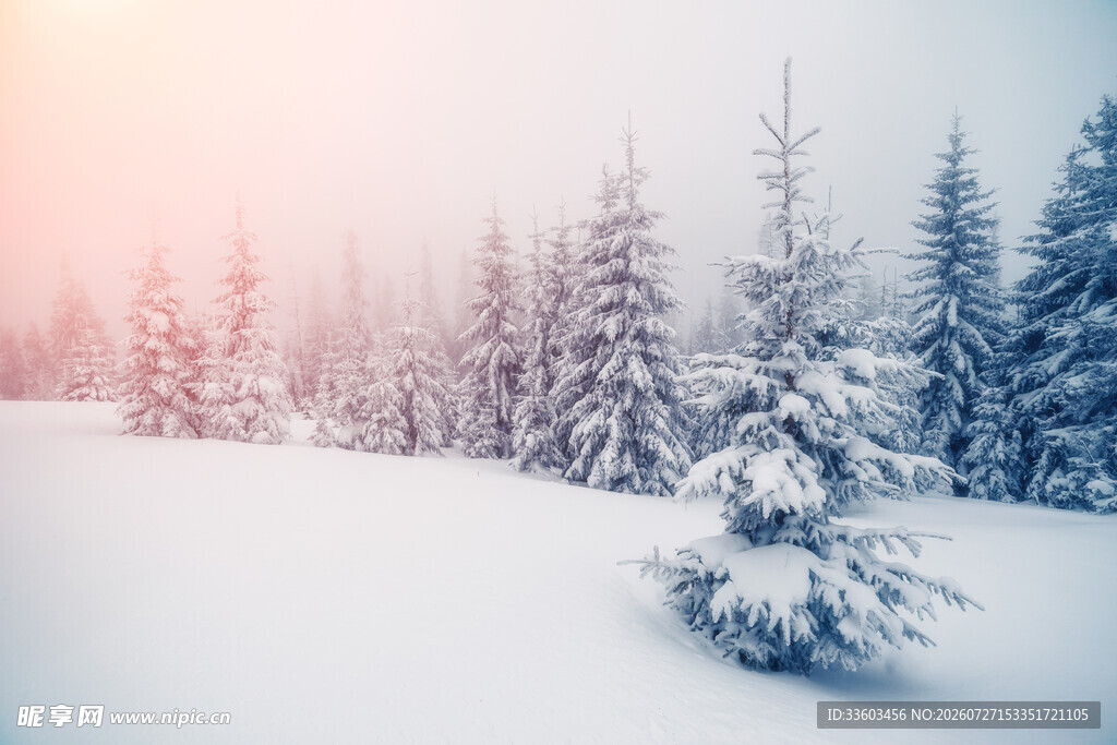 冬日雪景中的静谧松林