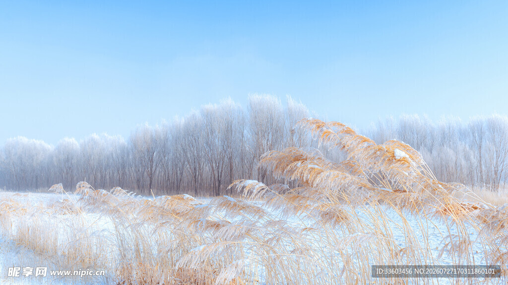 冬日雪覆原野美景