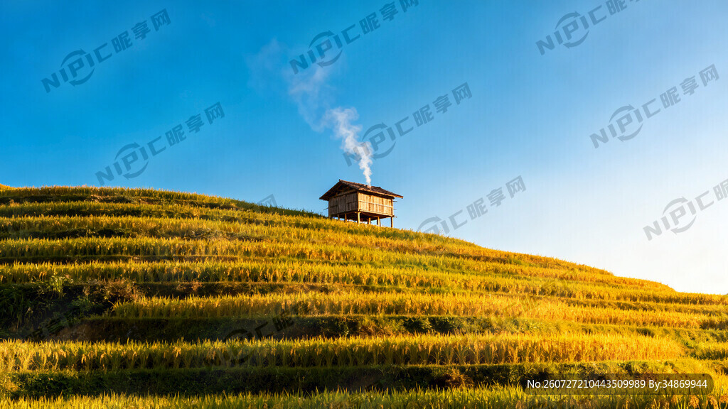 金青色梯田 带蓝天 带木屋