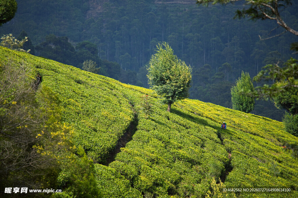 翠绿山坡上的孤树茶园
