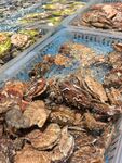 海鲜扇贝
