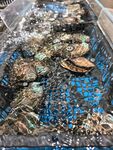 海鲜养殖槽