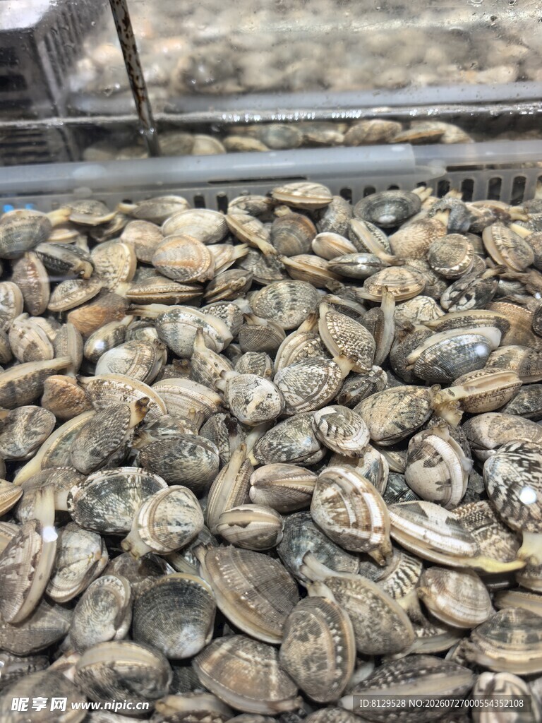 新鲜蛤蜊