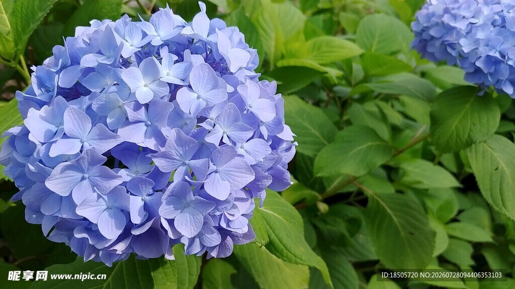蓝色绣球花绽放