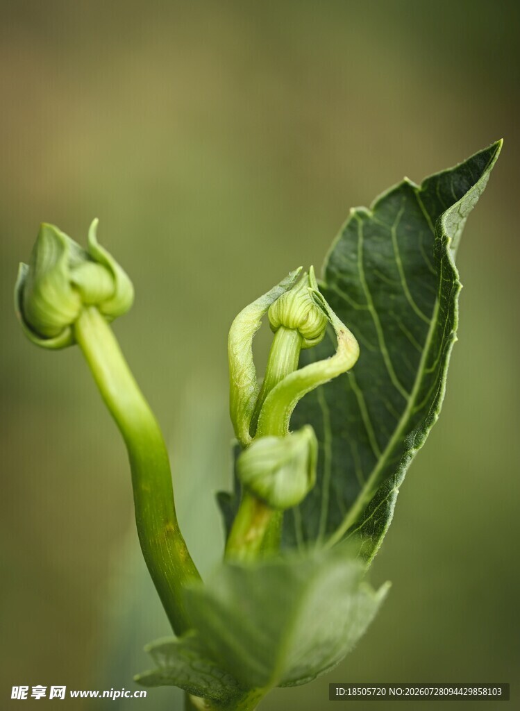 嫩绿植物花苞特写