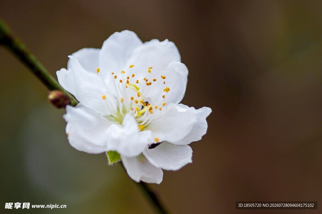 洁白桃花特写