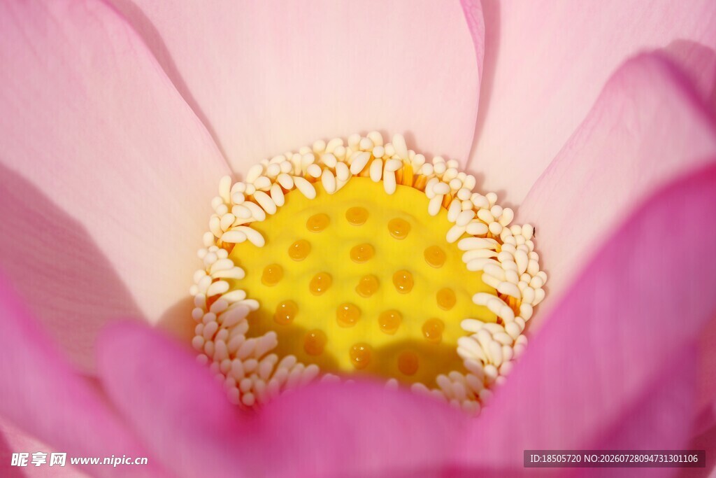 粉色莲花花蕊特写