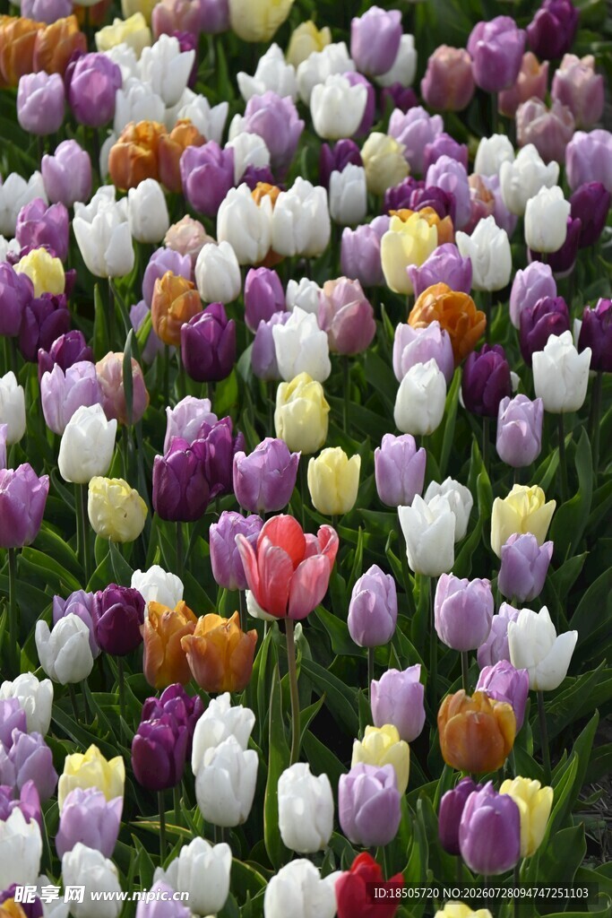 多彩郁金香花海