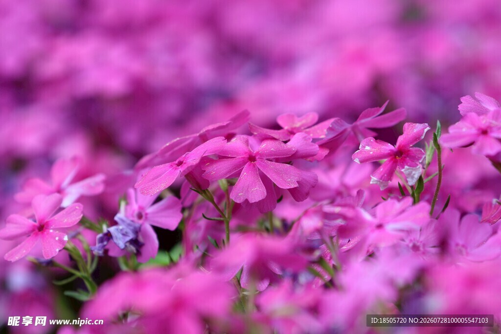 浪漫粉色芝樱花海