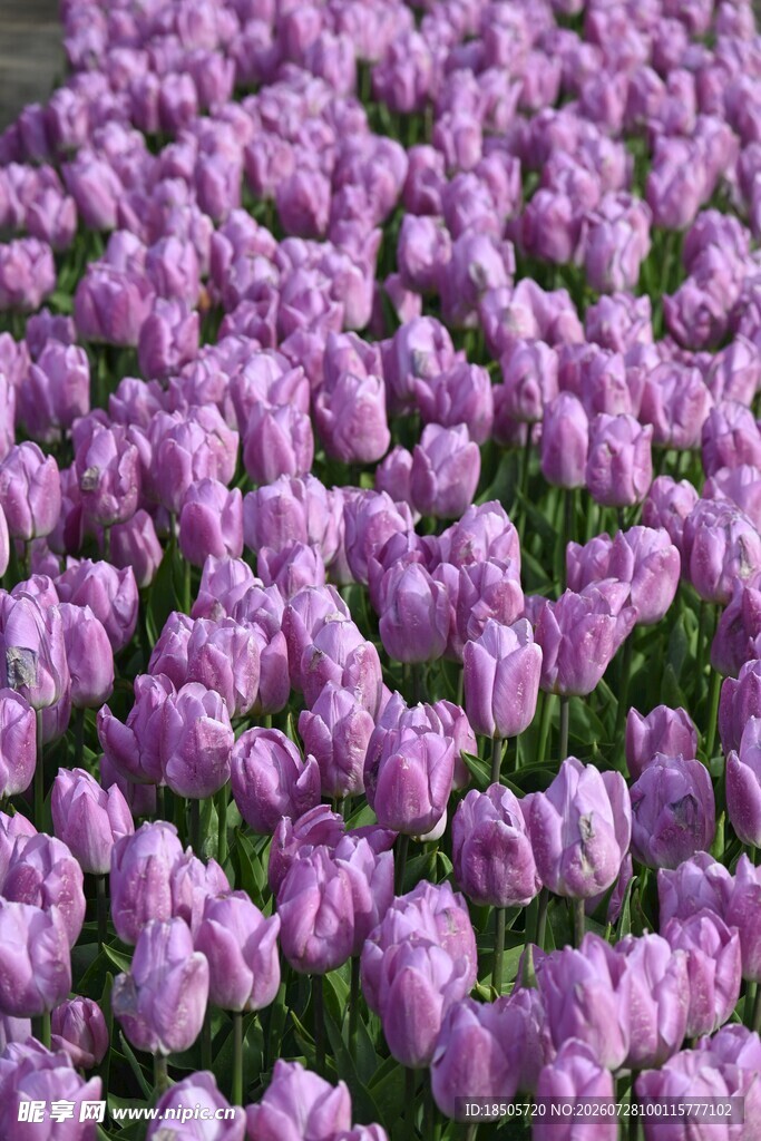 紫色郁金香花海
