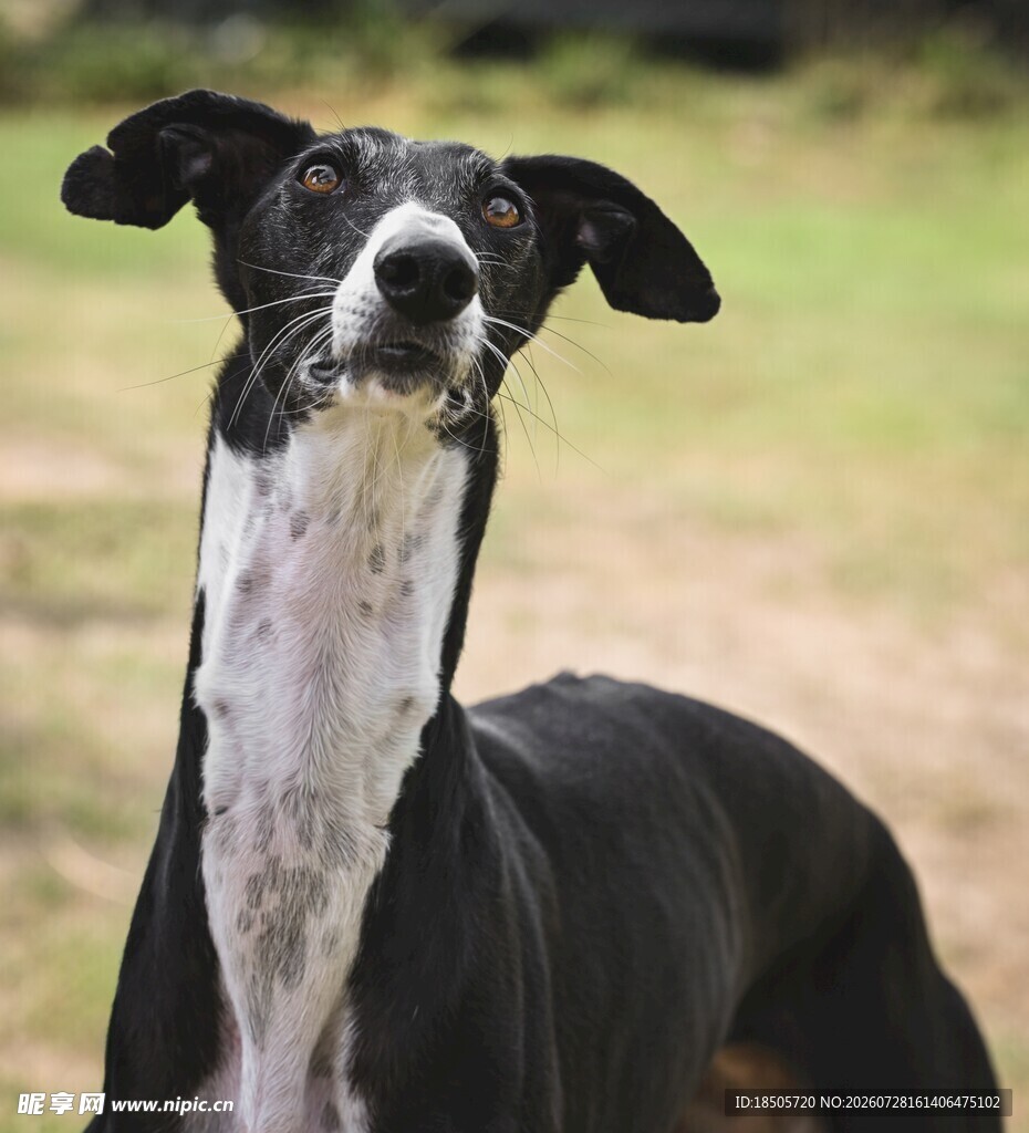 黑白灵缇犬抬头望