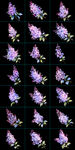 手绘丁香花