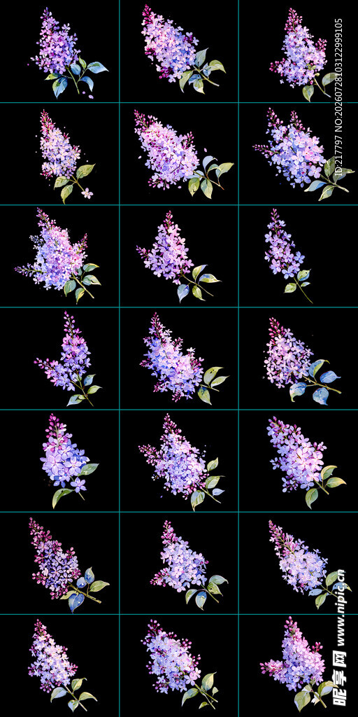 手绘丁香花