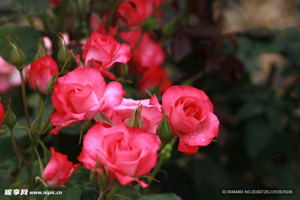粉色月季花