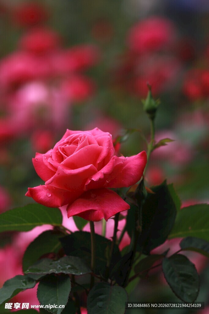 玫瑰花