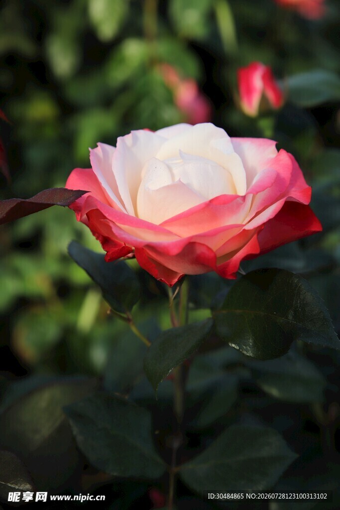 娇艳双色月季花