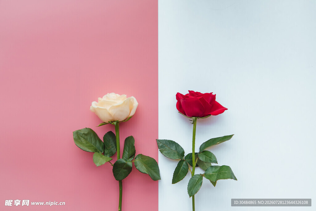 玫瑰花