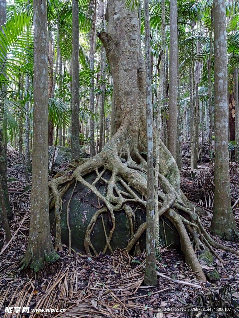 榕树树根