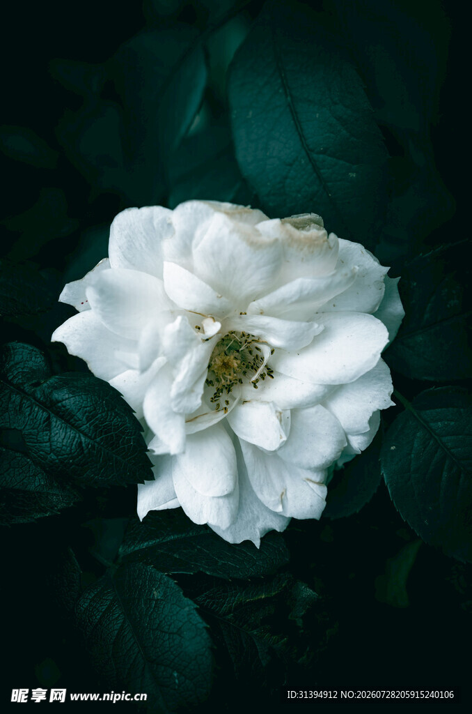 白色单朵花特写