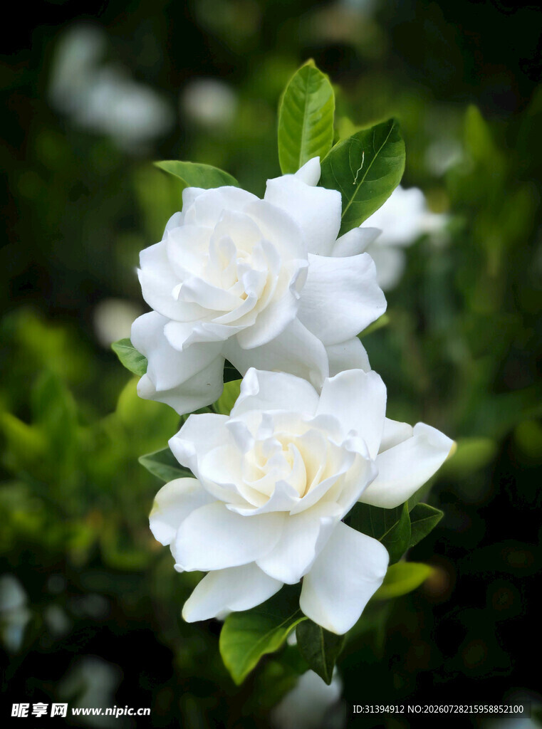 洁白栀子花绽放绿叶间