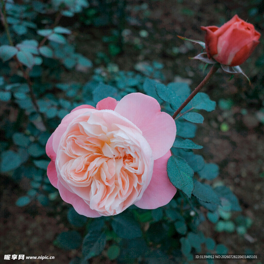 娇艳双色月季花绽放
