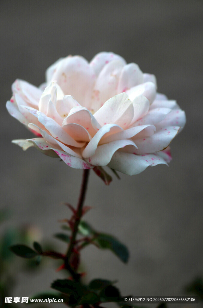 淡雅粉色月季花特写