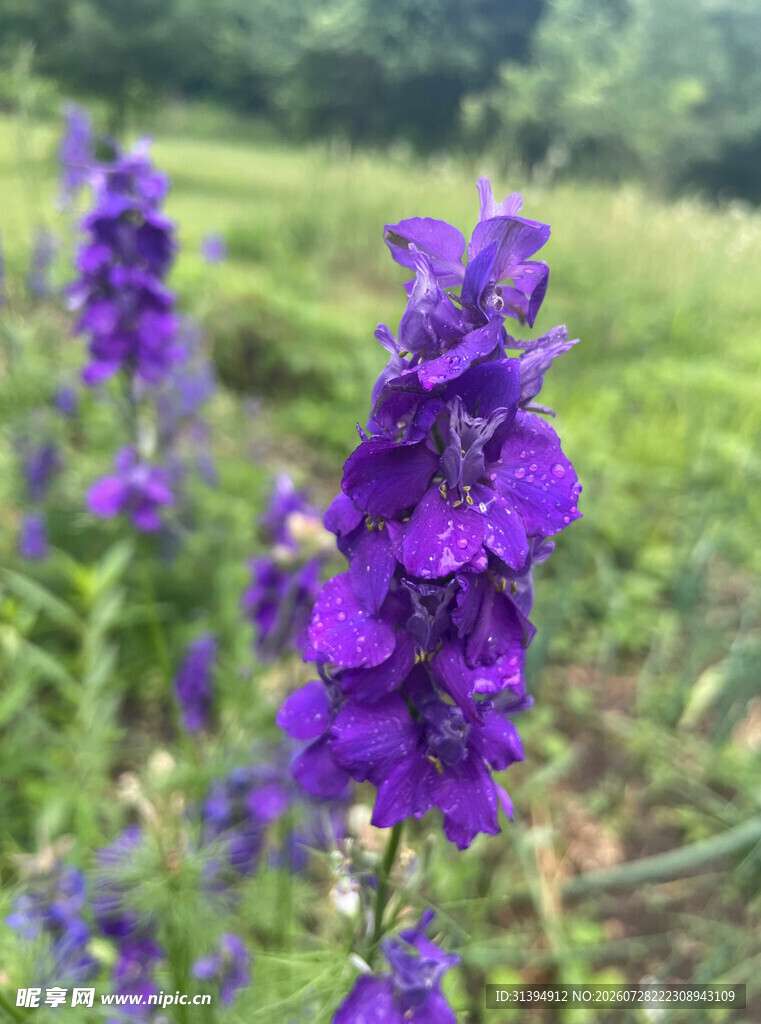 紫色花卉绽放于绿野间