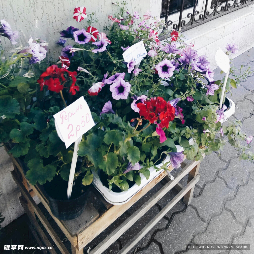多彩盆栽摆放于户外木架