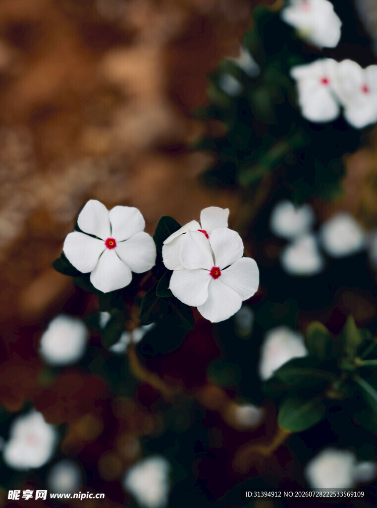 白色小花绽放绿意间