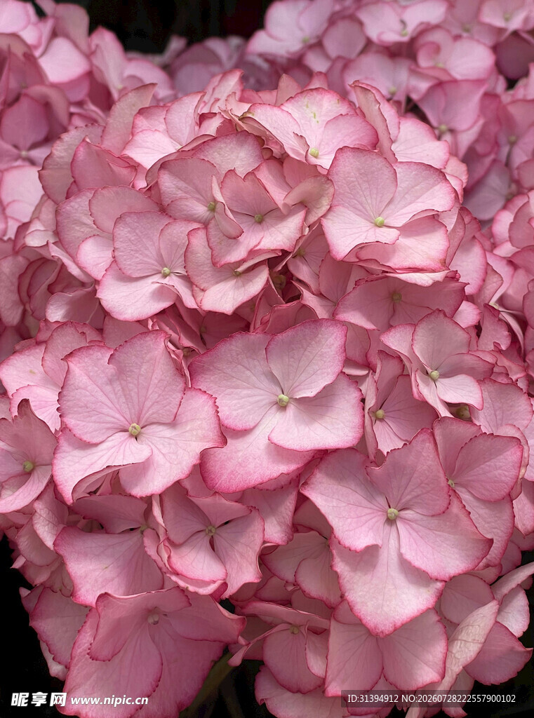 粉色绣球花特写