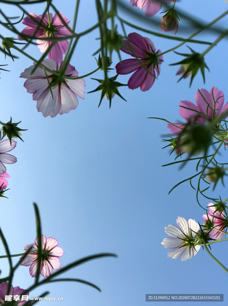 蓝天映衬下的缤纷格桑花
